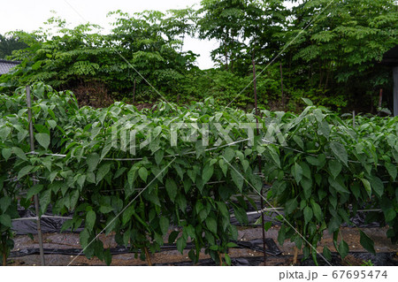 南原市 智異山 韓国 67695474