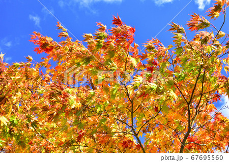 風に吹かれて 風に吹かれて 67695560