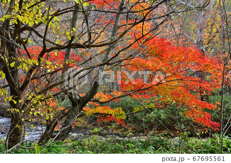 紅葉輝 紅葉輝 67695561