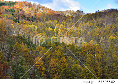 連林の紅葉 連林の紅葉 67695562