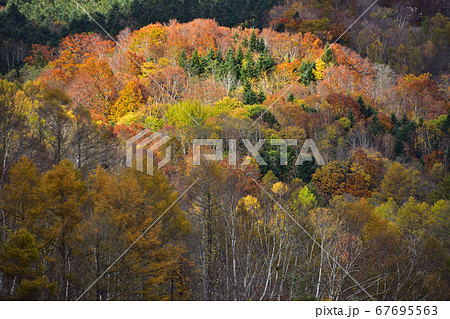 紅葉進む 紅葉進む 67695563