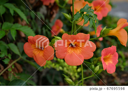 つる植物 韓国 ソウル市の写真素材