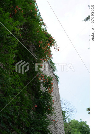 ソウル市 銅雀区 つる植物 67695619