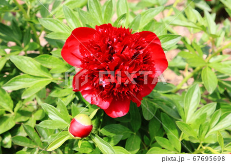 つくば牡丹園 つくば牡丹園 67695698