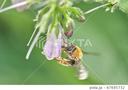 コンフリーに吸い付くミツバチの写真素材