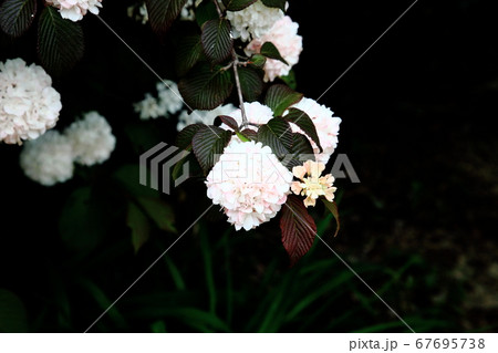 つくば牡丹園 67695738