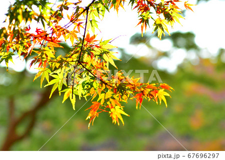 東京 代々木公園付近の紅葉 東京 代々木公園付近の紅葉 67696297