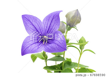 桔梗の花 67698590