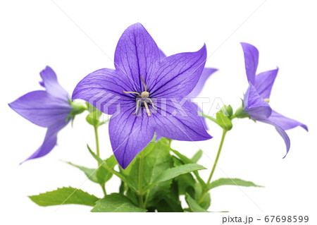 桔梗の花 桔梗の花 67698599