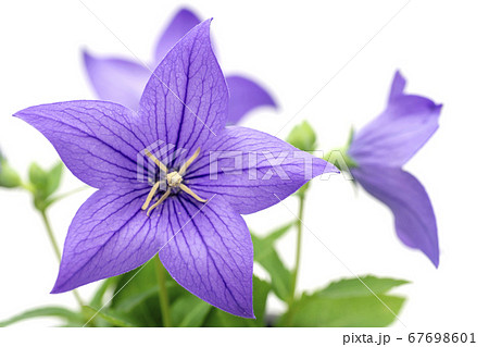 桔梗の花 桔梗の花 67698601