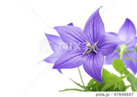 桔梗の花 67698607