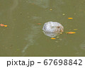 Environmental pollution, Plastic bag water  67698842
