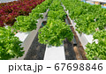 Young and fresh vegetable green and red color  67698846