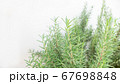 Fresh Rosemary Herb on white baxkground 67698848