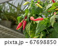 Close up growing chili peppers. 67698850