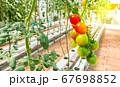Fresh tomato on tree, organic farm 67698852