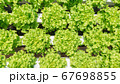Top view, Young and fresh vegetable green and red 67698855