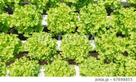 Top view, Young and fresh vegetable green and red Top view, Young and fresh vegetable green and red 67698855