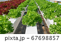 Young and fresh vegetable green and red color  67698857