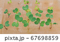 growing vegetable  in hydroponic system 67698859