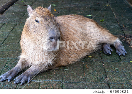 カピパラ 67699321