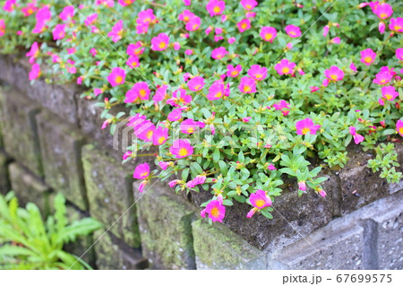 ポーチュラカの花の写真素材