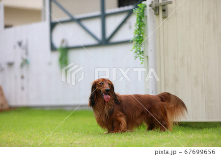 庭で遊ぶダックスフンド 67699656