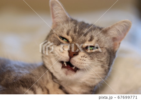 Foto de Funny face angry face cat american short hair.変顔怒り顔猫アメリカンショートヘア do  Stock