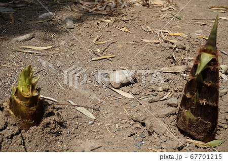 春の味覚で健康効果抜群、新鮮な筍 67701215