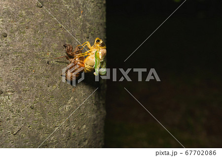 夏の風物詩　夜になると始まる神秘的なセミの羽化 67702086