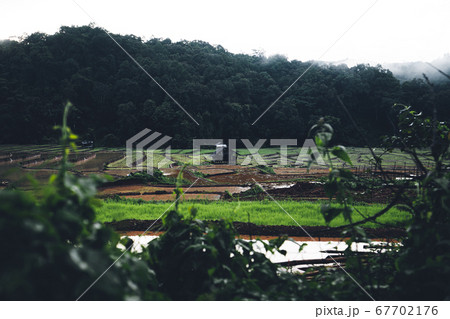 Rice fields Water in rice fields before planting 67702176