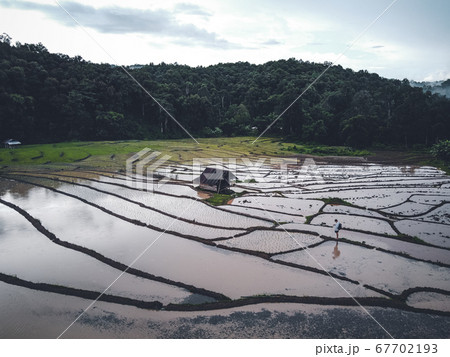 Rice fields Water in rice fields before planting Rice fields Water in rice fields before planting 67702193