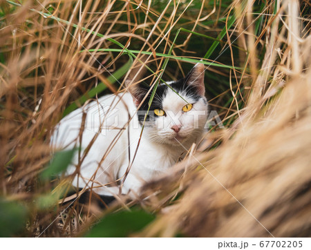 草むらに潜む猫 67702205
