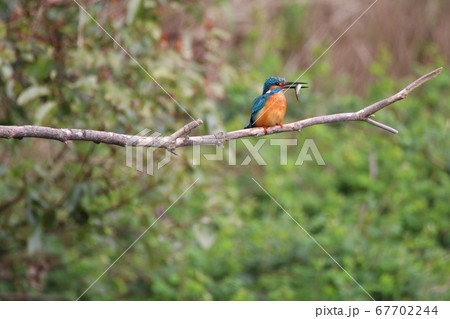 獲物を捕まえたカワセミ 67702244