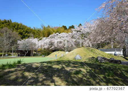 松岡城址公園へ行きました　　＃69 67702367