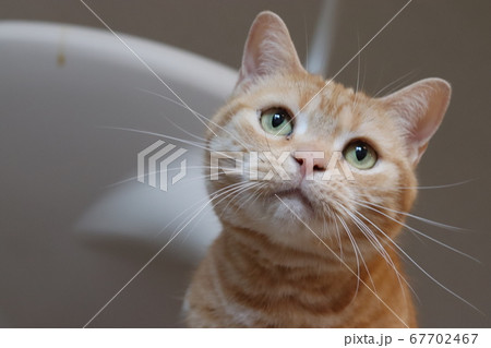 髭の付け根を膨らませて集中するアメリカンショートヘアレッドタビーの猫 67702467