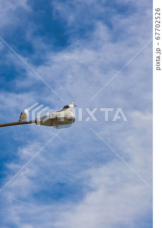 カモメ 空 海岸 67702526