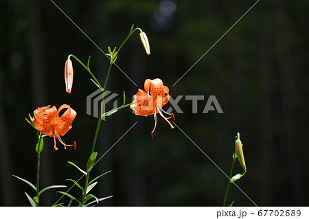 竹藪に自生するコオニユリ 竹藪に自生するコオニユリ 67702689