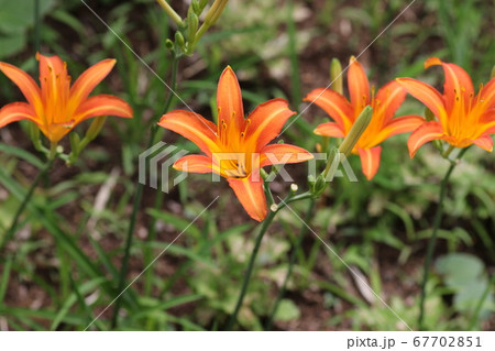 初夏に道端で咲くオレンジの花 ノカンゾウの写真素材