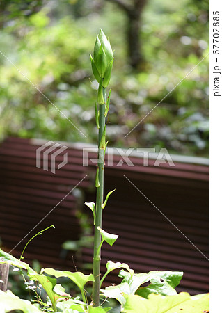 ウバユリの蕾 ウバユリの蕾 67702886
