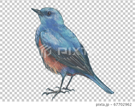リアルタッチの雄のイソヒヨドリのイラスト素材