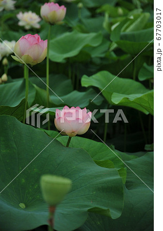 蓮の花 蓮の花 67703017