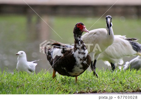 バリケン バリケン 67703028