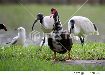 バリケン 67703029