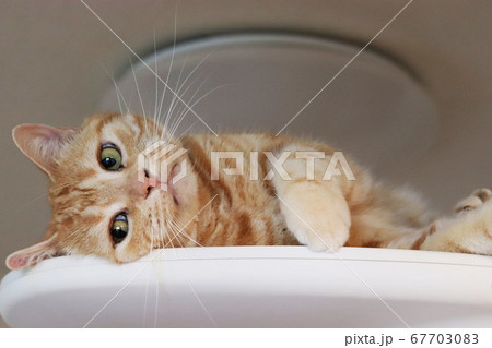 色っぽい雰囲気のアメリカンショートヘアレッドタビーの猫 67703083
