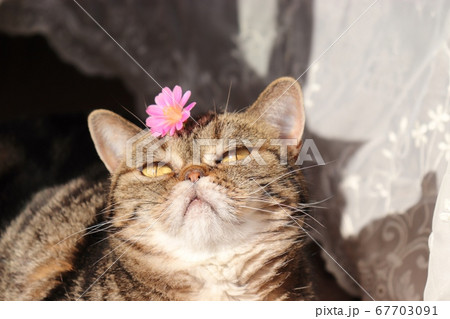 ピンクの花を頭に乗せてふんぞり返るアメリカンショートヘアブラウンタビーの猫の写真素材