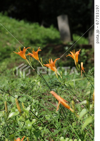 初夏 馬頭観音の前で咲く オレンジの花ノカンゾウの写真素材