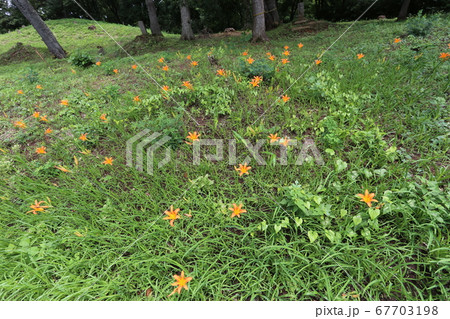 初夏、馬頭観音の前で咲く、オレンジの花ノカンゾウ 初夏、馬頭観音の前で咲く、オレンジの花ノカンゾウ 67703198