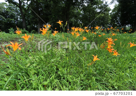 初夏、馬頭観音の前で咲く、オレンジの花ノカンゾウ 初夏、馬頭観音の前で咲く、オレンジの花ノカンゾウ 67703201