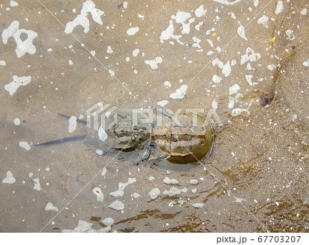 カブトガニ 67703207